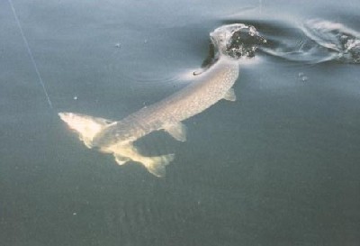 Northern Pike Attacking Walleye
